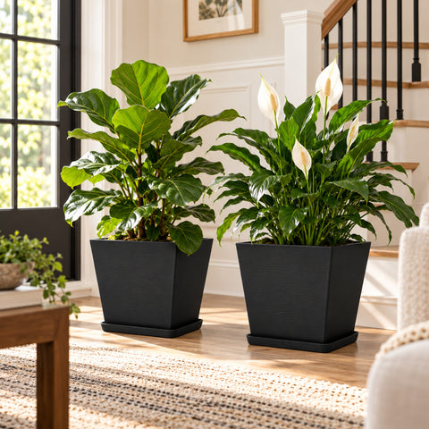 Kozyard square planters with matching saucers create a modern indoor display for peace lilies, hydrangeas, houseplants and flowering plants. Designed for medium to large plants, these decorative indoor outdoor plant pots feature a contemporary textured surface and versatile square shape, ideal for living rooms, offices, entryways, patios, porches, balconies, gardens and stylish home decor.
