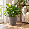 Kozyard large outdoor planters with matching saucers display hydrangeas, coneflowers, daisies, mums and ferns on a sunny front porch. These modern flower pots provide stylish containers for medium to large plants and seasonal flowers, making them ideal outdoor planters for porch, patio, garden, entryway, deck and landscaping decor while adding a clean contemporary look.
