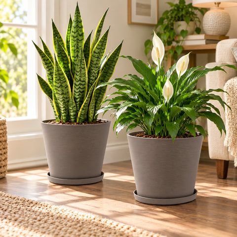 Kozyard  indoor planters with matching saucers showcase Monstera and peace lily plants in a bright modern living room. These large decorative plant pots feature a contemporary textured design ideal for medium to large houseplants, tropical plants, flowers and greenery. Stylish indoor outdoor planters complement living rooms, patios, entryways, offices, porches and modern home decor.