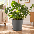Kozyard planter with matching saucer featuring a modern textured finish, displayed indoors with a lush Monstera plant. This stylish indoor outdoor plant pot is designed for medium to large houseplants, flowers and greenery, making it an attractive decorative planter for living rooms, entryways, patios, porches, offices, gardens and contemporary home decor.